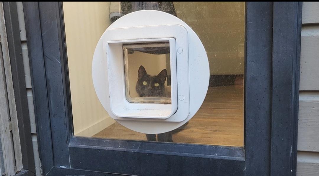 A cat named Tuna looks out from her electronically-monitored cat door in Auckland.
