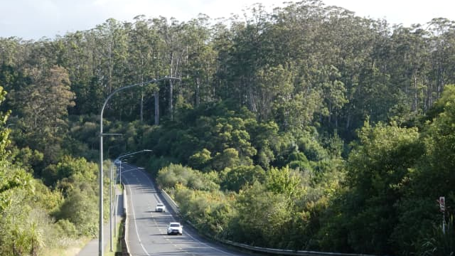 Gum trees tower over the Heritage Bypass in 2024. The trees have since been felled.