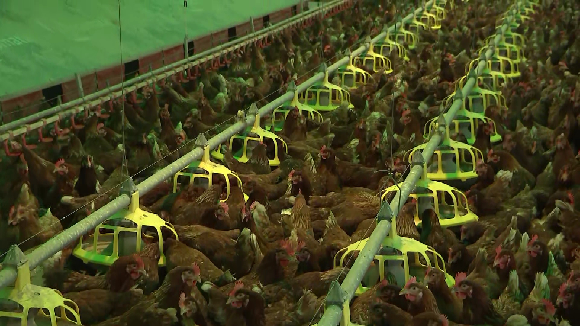 A chicken farm in Carterton. 