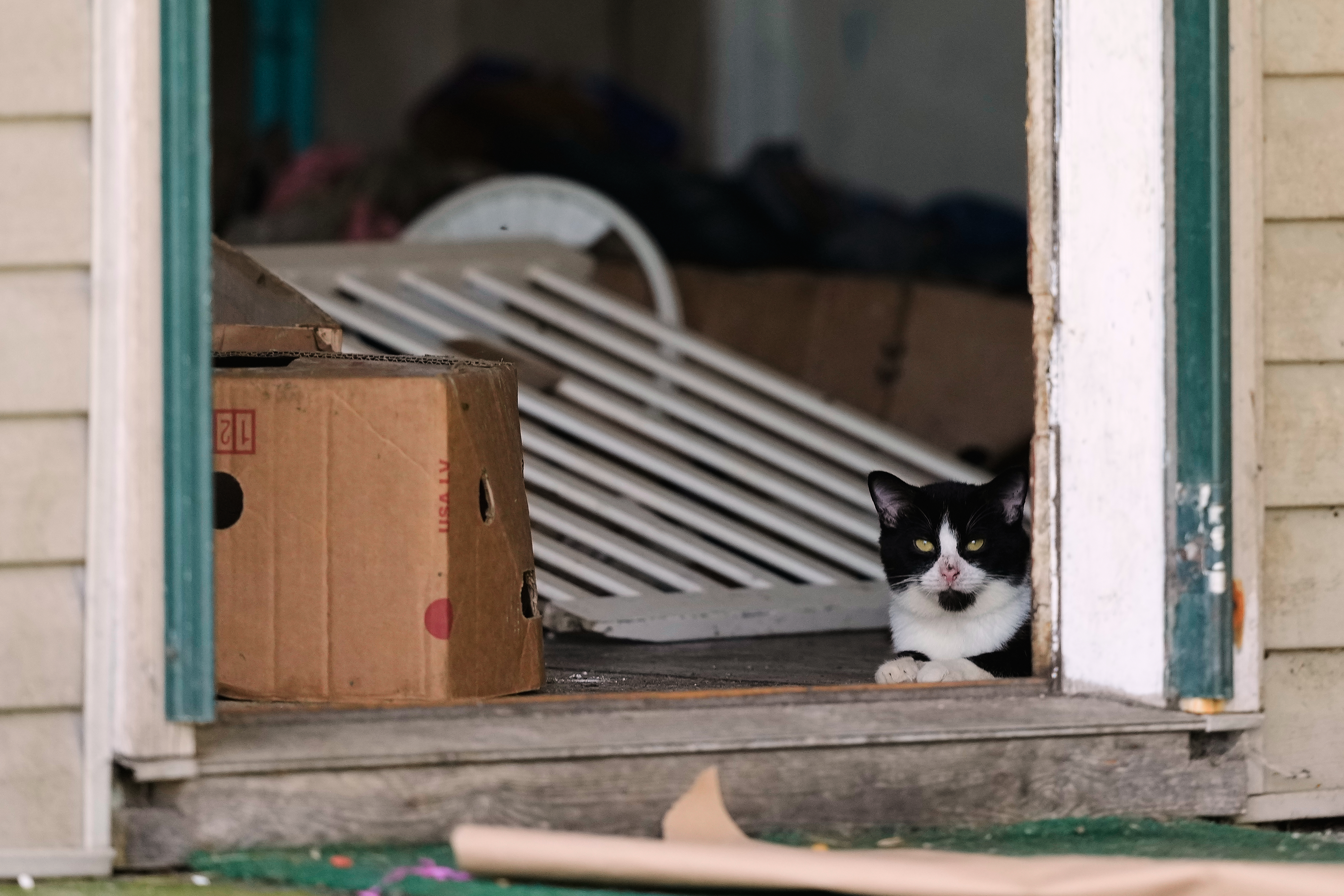 A cat looks out from a side door opening of a home where authorities say they removed 16 children and arrested four adults in Hamden, Ohio, Wednesday, July 1, 2026.