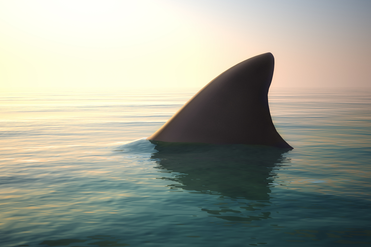 A shark fin in the water (file photo).