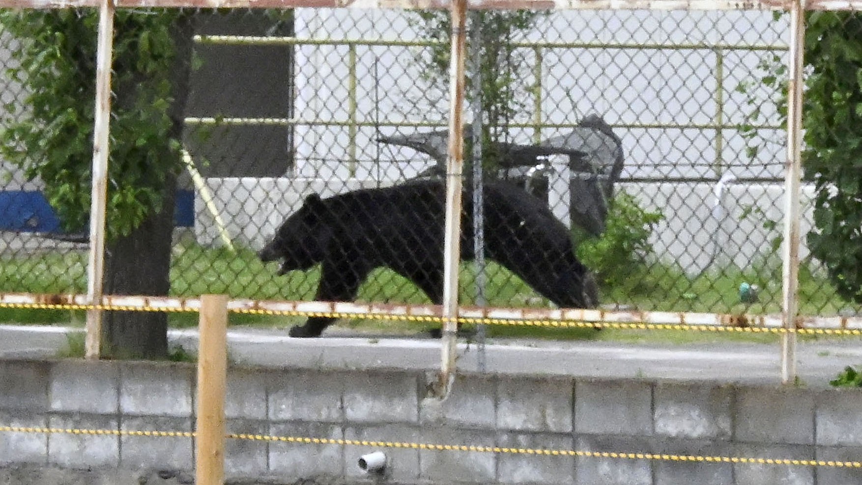 A bear walks on the premises of an office in Fukushima, Japan.