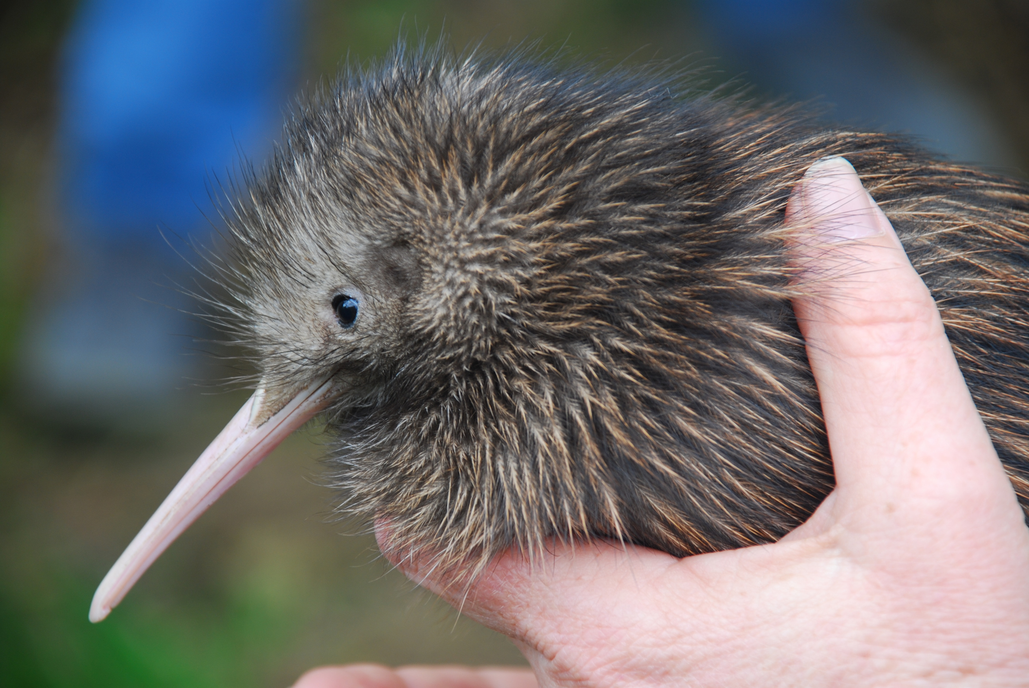Pregnant Kiwi Bird