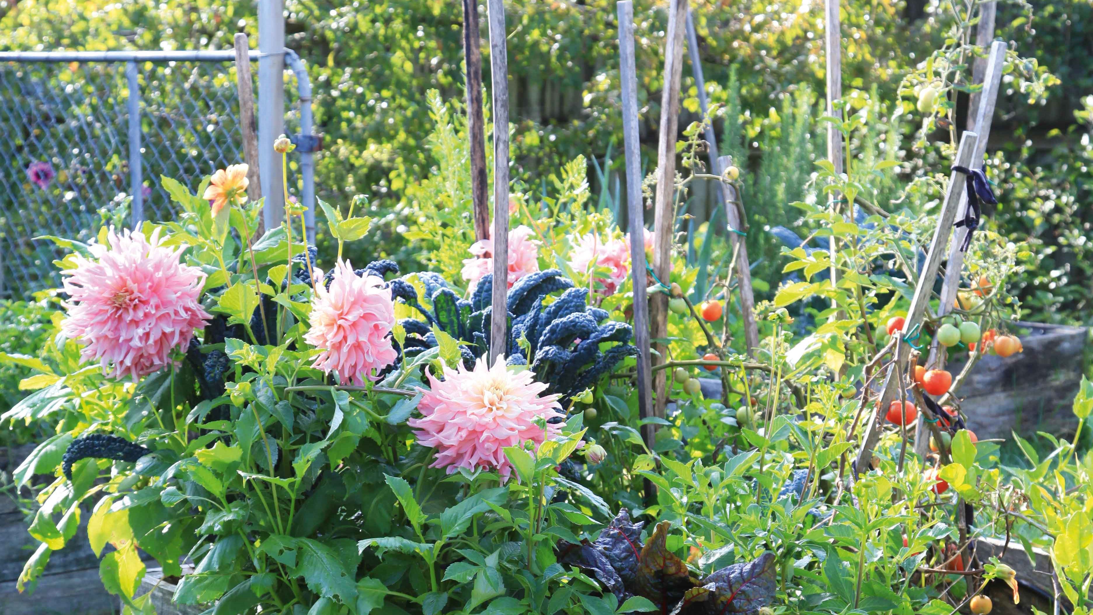 Dahlias add a touch of joy to Joe's vegetable patch. 