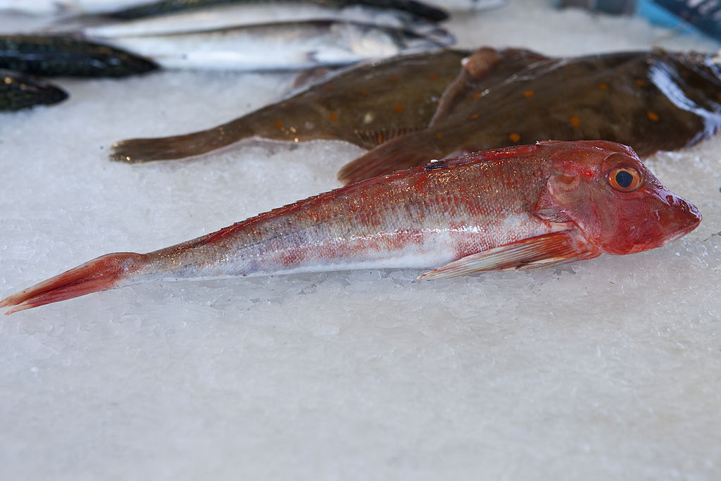 Fish get sick, too': Study finds relatives of coronavirus and