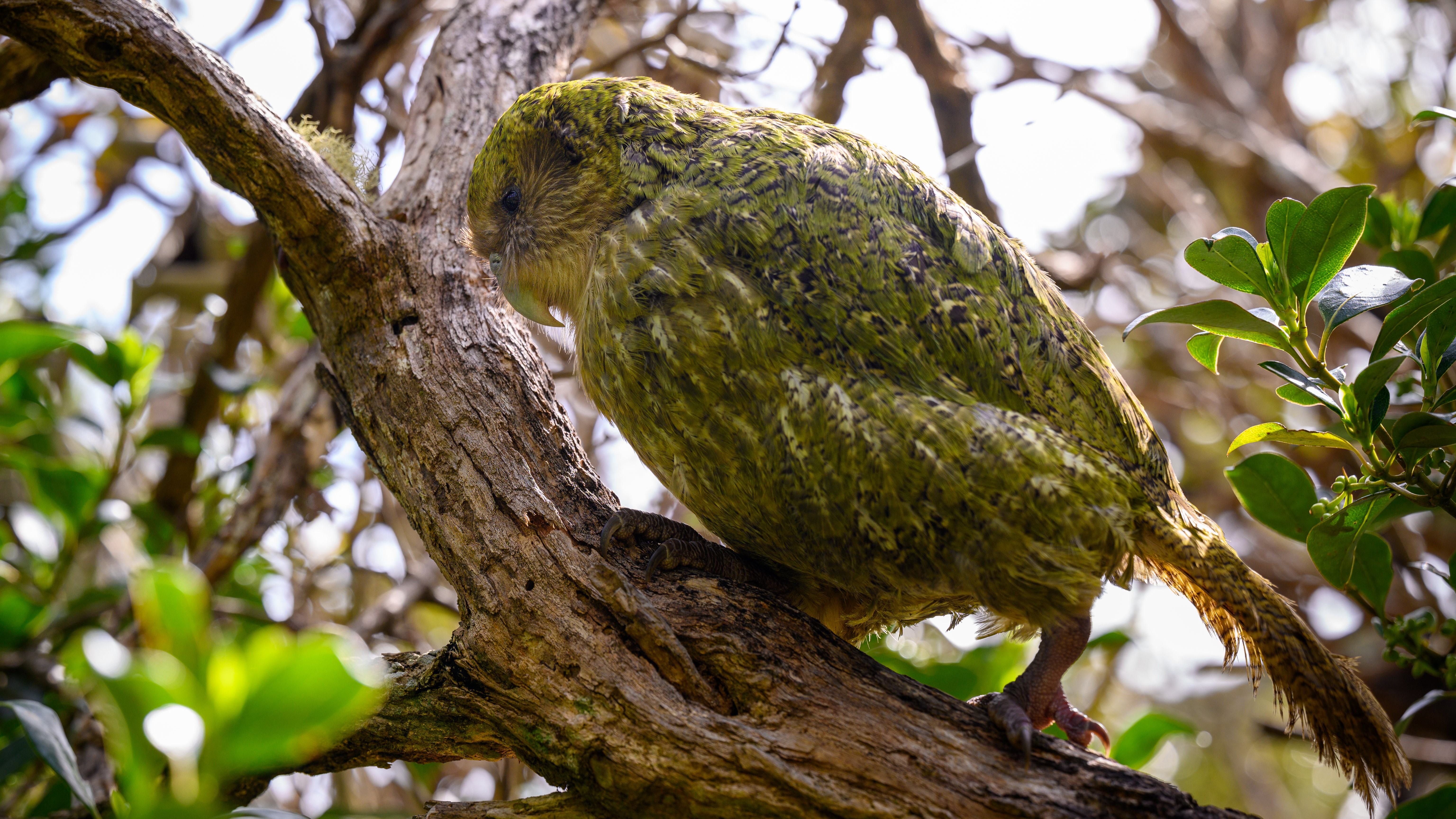 DOC has begun vaccinating five of the country's most endangered birds including kākāpō, takahē, tchūriwat'/tūturuatu/shore plover, kakī/black stilt and kākāriki karaka/orange-fronted parakeet.