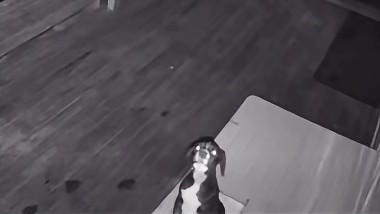 A screengrab from CCTV of the puppy left out the SPCA in Gisborne.