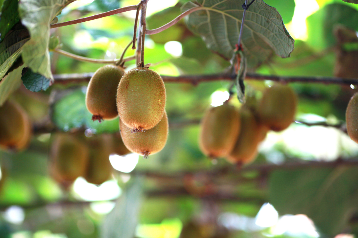 Kiwifruit on the vine. (file image). 