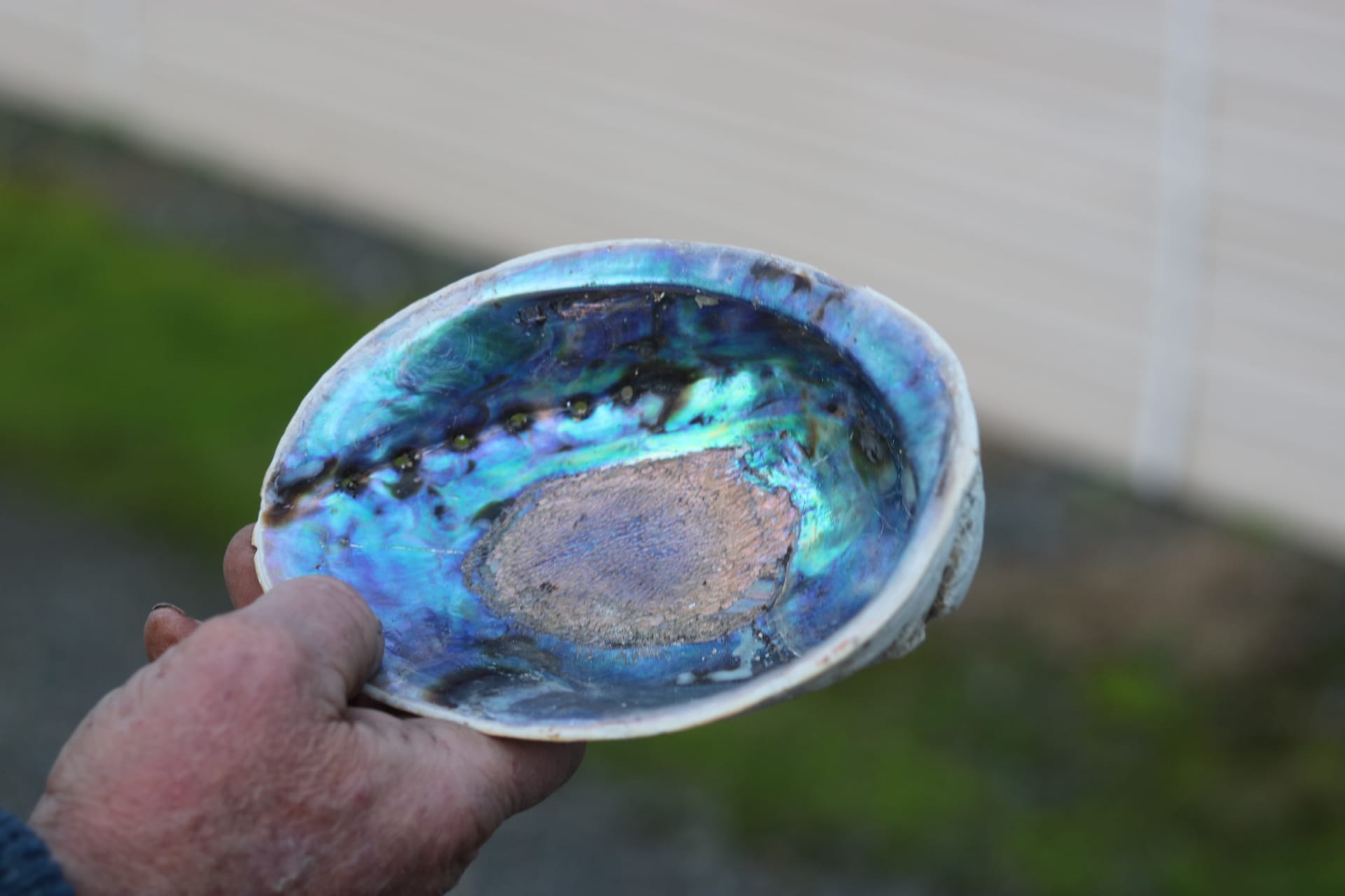 A paua shell.
