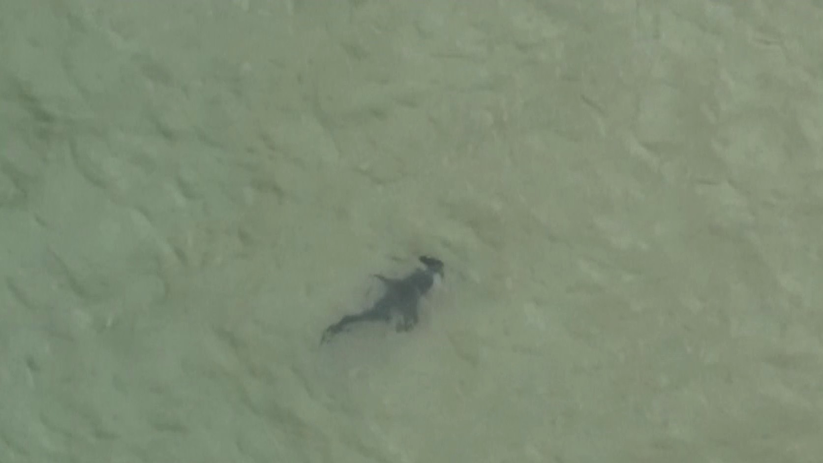 A great white shark, which is a protected species, is thought to have been responsible.