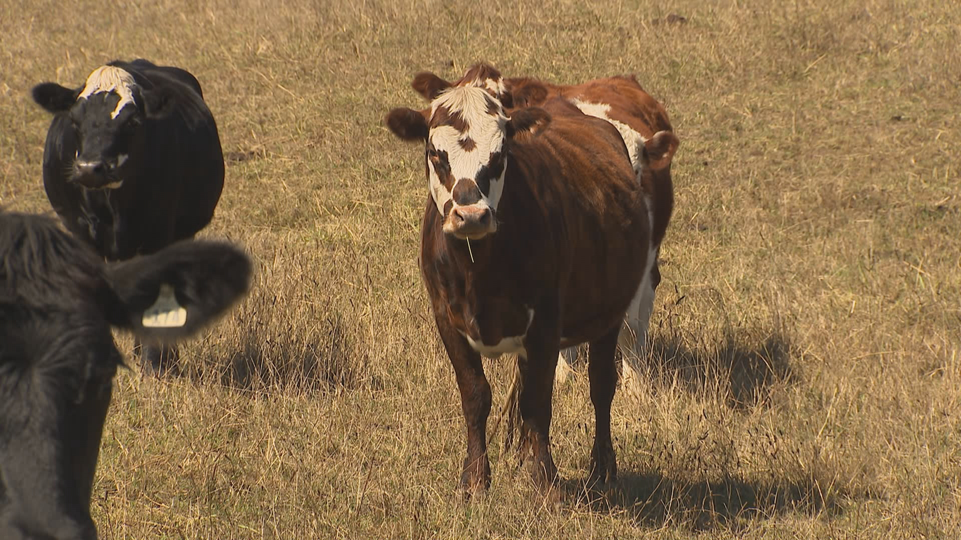 Cows in a dry paddock following a drought in 2025. 
