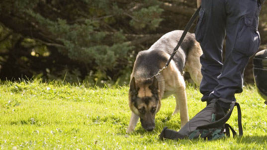 dog-handler-justified-using-dog-during-rotorua-arrest-ipca