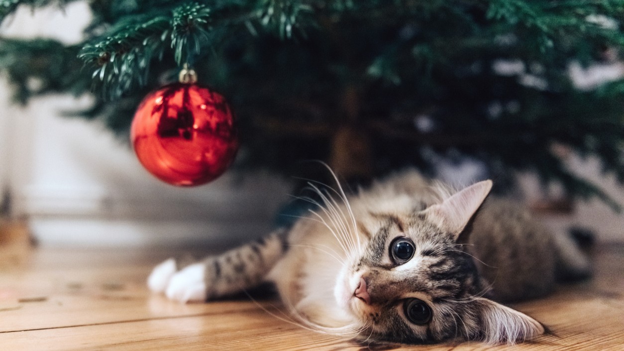 Leaving your feline friend at home this festive season? Here's how to keep them safe and happy.