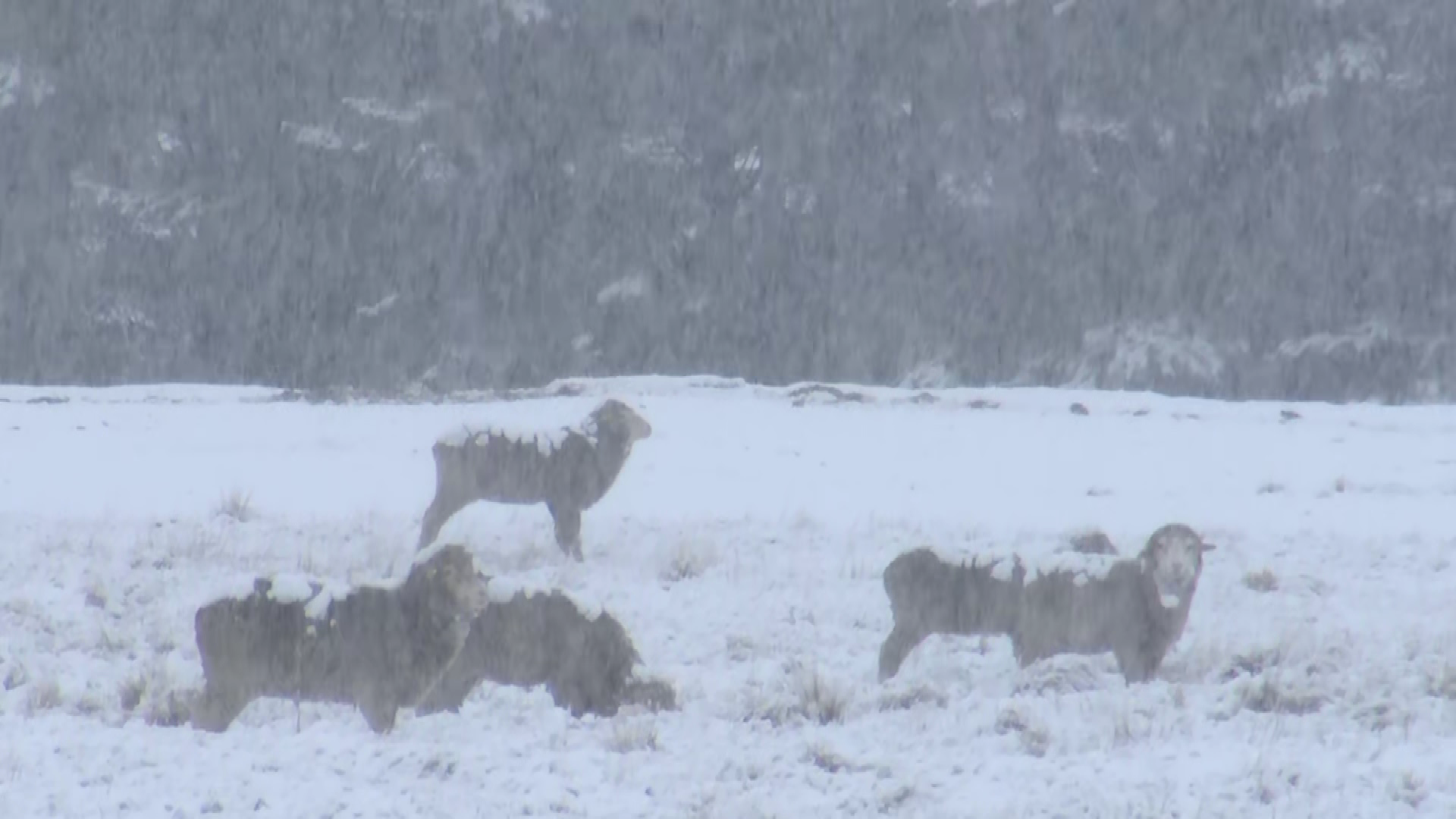 File picture of snow near Lake Tekapo.