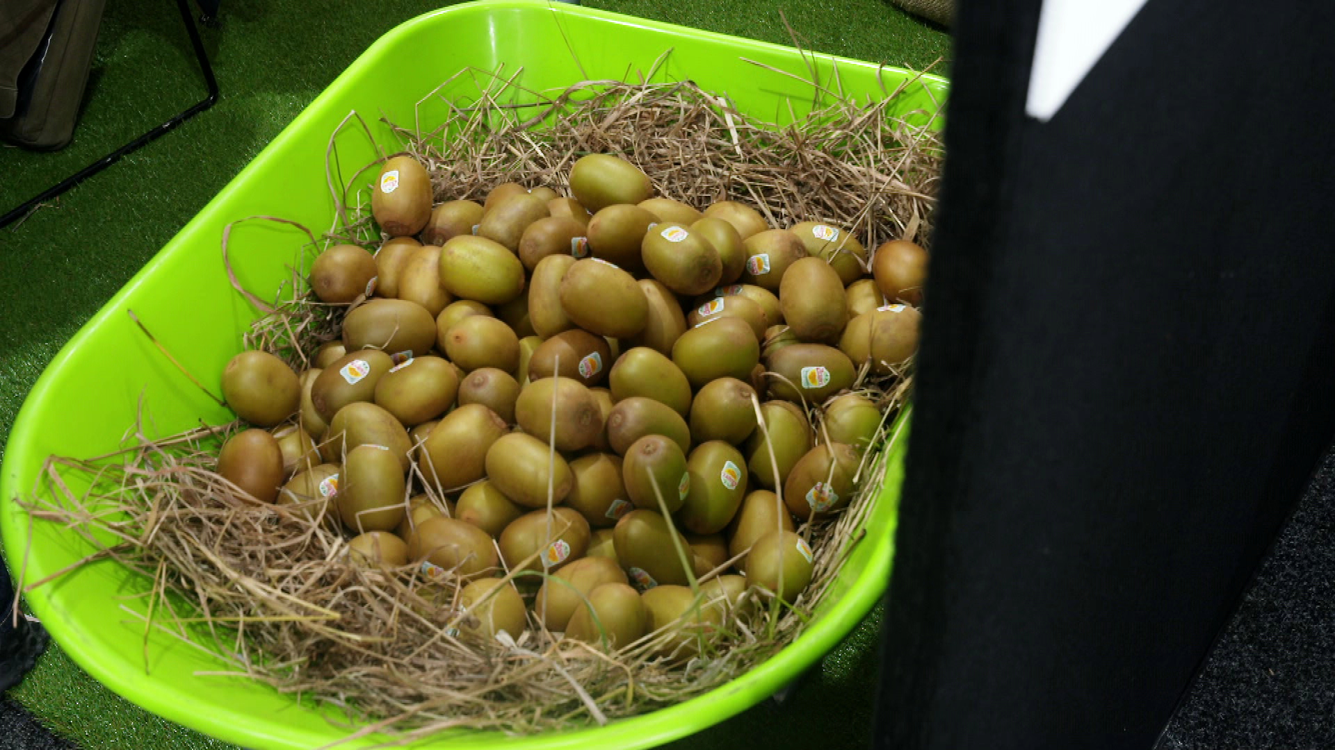 Materially Kiwi transforms rejected kiwifruit into plant-based leather alternative. 