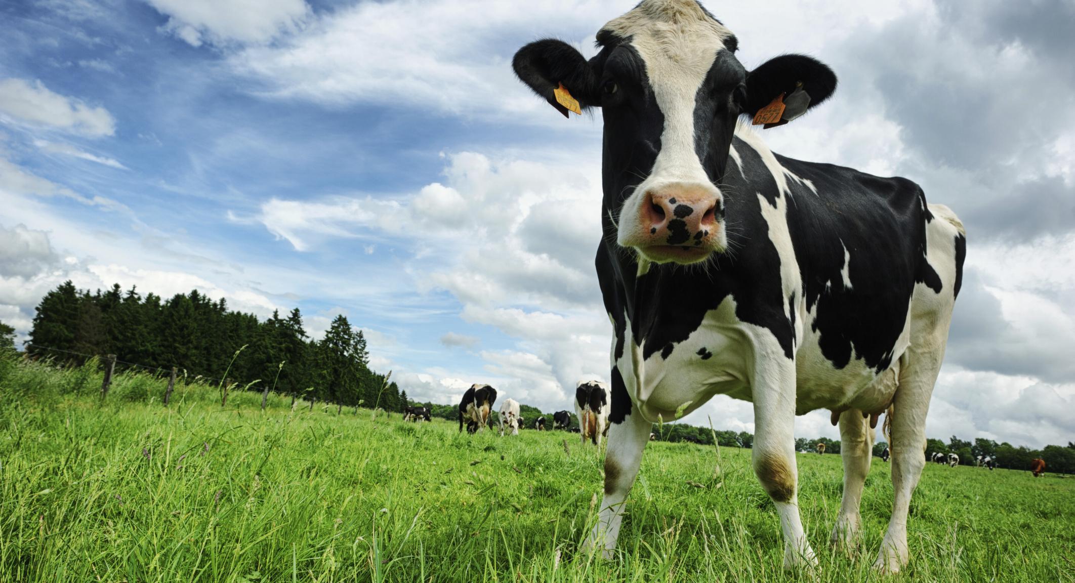 Palmerston North dairy farmer jailed, wife fined $30,000 for animal abuse