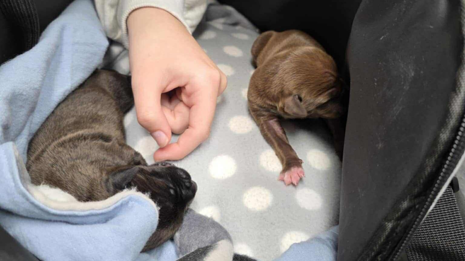 The two puppies found in a rubbish bin that passed away.