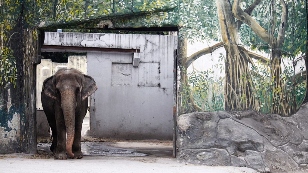 The World's Saddest Elephant Dies at Manila Zoo in the Philippines