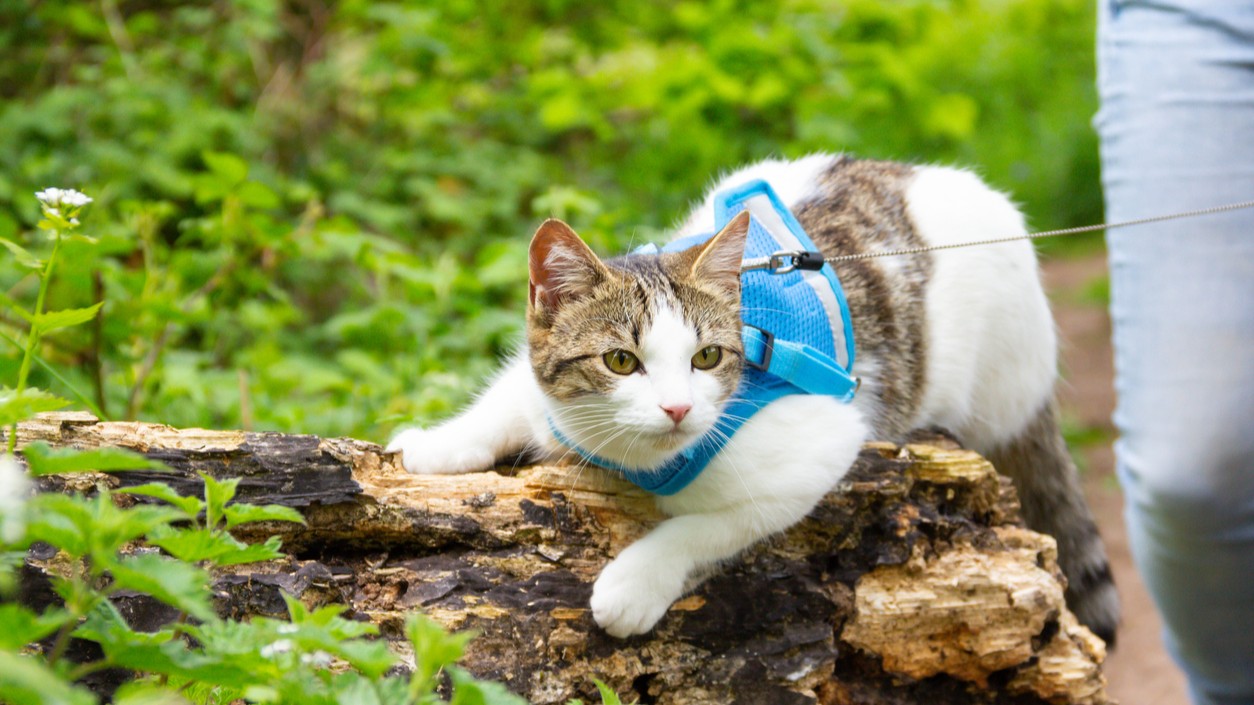 Beautiful brown and white cat in harness and on lead enjoys exploring the countryside whilst out adventuring with her owner on a spring day.