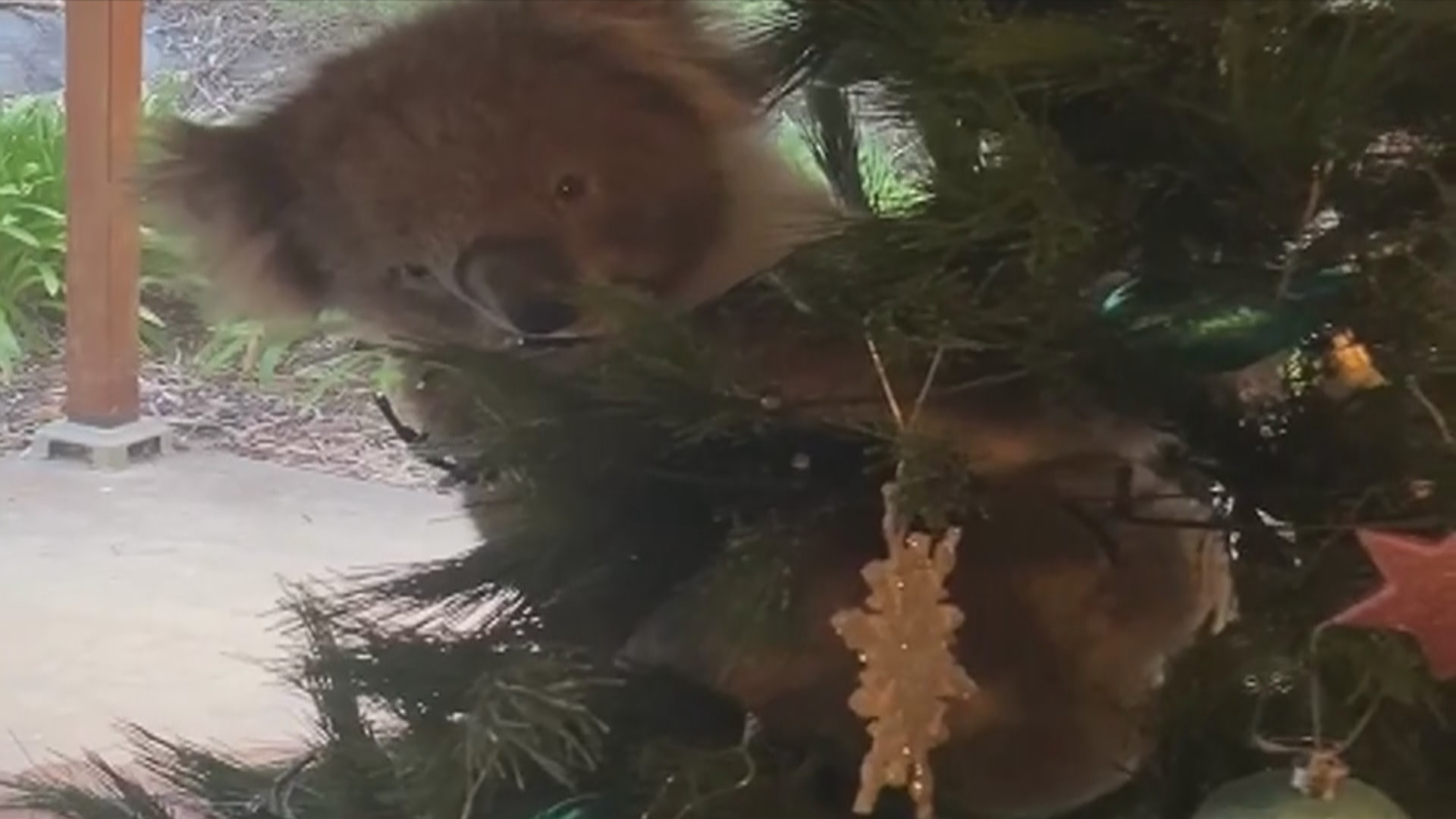 Adelaide Family Finds Unexpected Ornament A Young Koala Hiding In Christmas Tree Adelaide Family Finds Unexpected Ornament A Young Koala Hiding In Christmas Tree