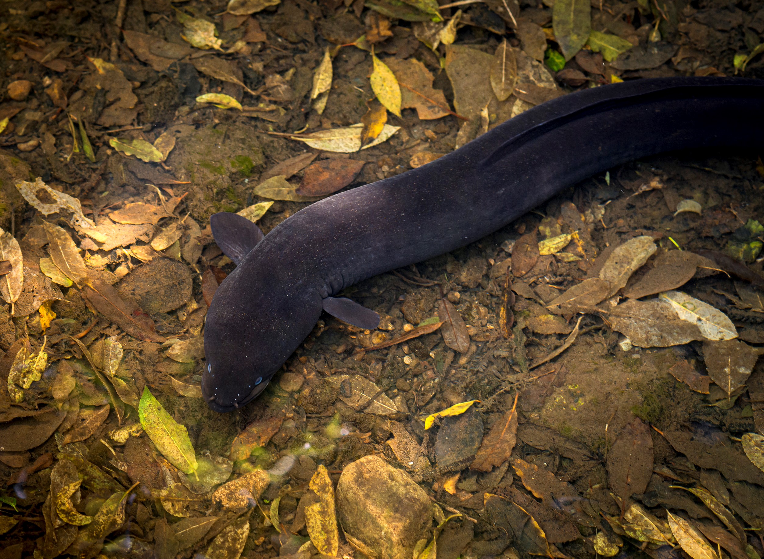 Simply the best surgery for 'Tina Tuna' the native longfin eel