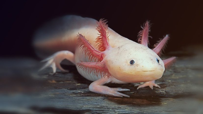 Puppy Láibe Axolotl Axolotls 4 NZ